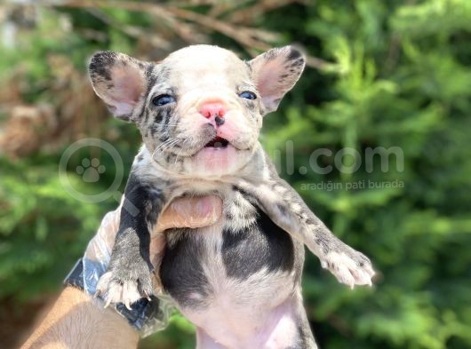Merle French Bulldog Nadi̇r Renk Bebeği̇mi̇z görsel