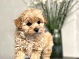 Maltipoo Dizayn Irk Sevimli Yavrular