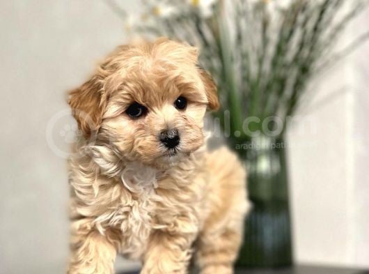 Maltipoo Dizayn Irk Sevimli Yavrular görsel