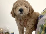 Anne Altı Dişi Maltipoo 1.5 Aylık Yavru