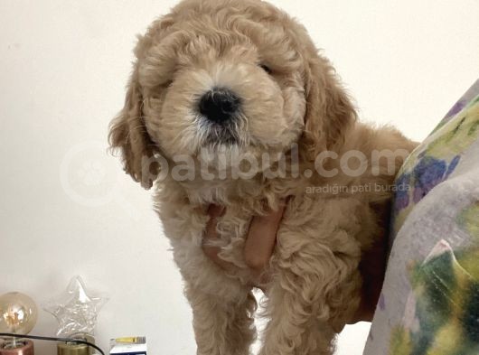 Anne Altı Dişi Maltipoo 1.5 Aylık Yavru görsel