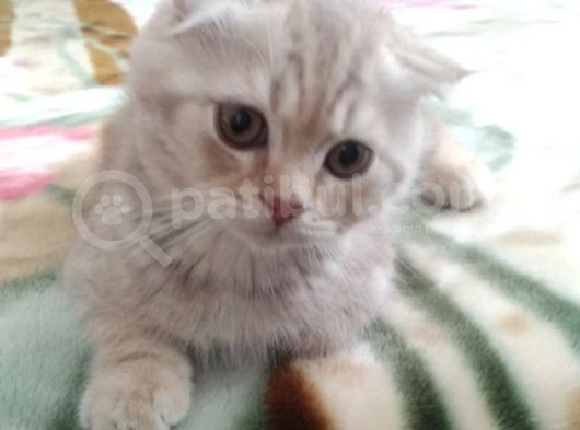 Yavru Ve Yetişkin Kedilerimiz Yeni Yuvalarını Arıyor görsel