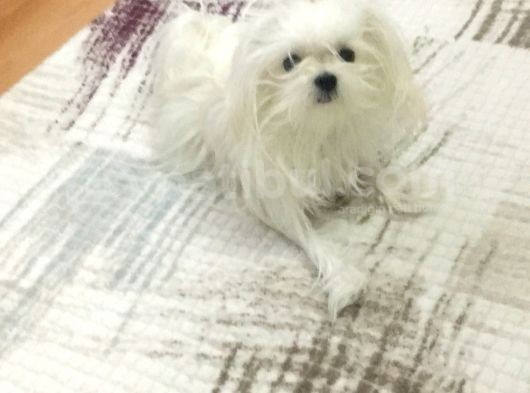 Tüy Yumağımıza Yeni Arkadaş 0 Numara Teacup Maltese görsel
