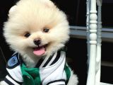 Teddy Bear Pomerani̇an Boo