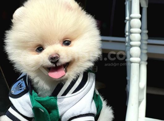Teddy Bear Pomerani̇an Boo görsel