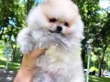 Pomeranian Boo