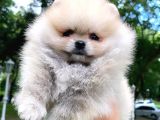 Pomeranian Boo
