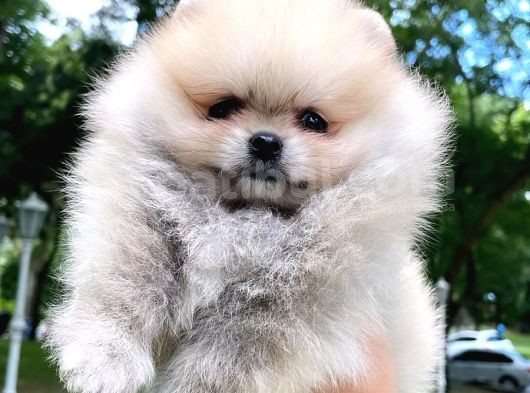 Pomeranian Boo görsel