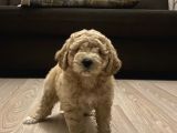 Anne Altı Dişi Maltipoo 1.5 Aylık Yavru