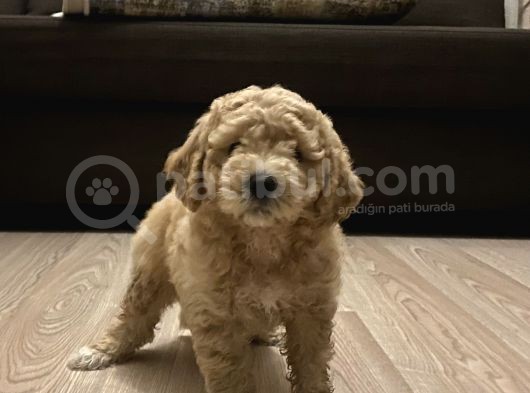 Anne Altı Dişi Maltipoo 1.5 Aylık Yavru görsel
