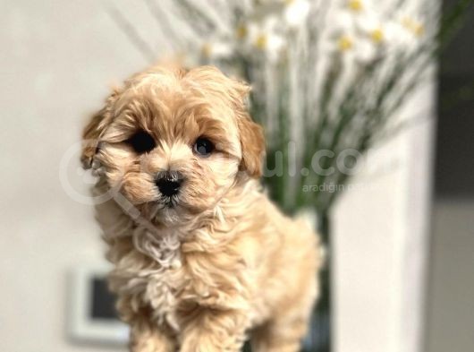 Maltipoo Dizayn Irk Sevimli Yavrular