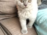 Safkan British Shorthair Yavrular
