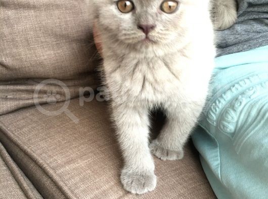 Safkan British Shorthair Yavrular
