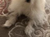 Tüy Yumağımıza Yeni Arkadaş 0 Numara Teacup Maltese