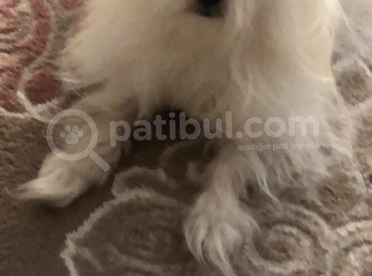 Tüy Yumağımıza Yeni Arkadaş 0 Numara Teacup Maltese görsel