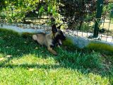 A Kali̇te Erkek Ve Di̇şi̇ Bebekler