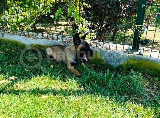 A Kali̇te Erkek Ve Di̇şi̇ Bebekler görsel