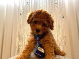 Red Toypoodle Yavrularımız