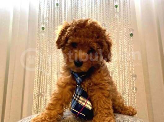 Red Toypoodle Yavrularımız görsel