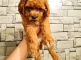 Toy Poodle Dişi