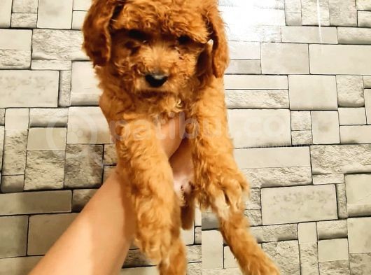 Toy Poodle Dişi görsel
