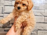 Toy Poodle