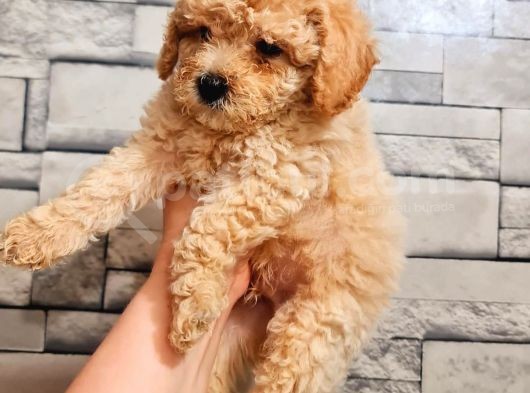 Toy Poodle