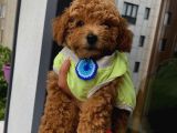 Red Toypoodle Yavrularımız