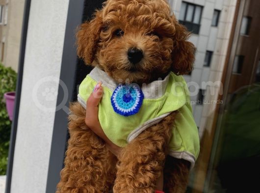 Red Toypoodle Yavrularımız görsel