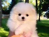 Kusursuz Karbeyaz Pomeranian Boo