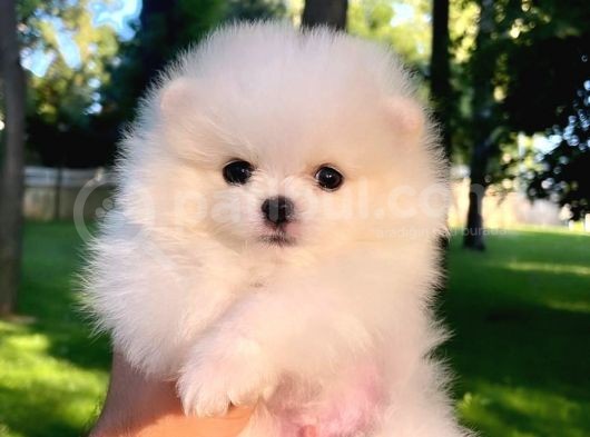 Kusursuz Karbeyaz Pomeranian Boo