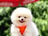 Safkan Teddy Bear Pomeranian Yavruları