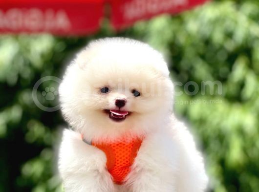 Safkan Teddy Bear Pomeranian Yavruları