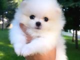 Kusursuz Karbeyaz Pomeranian Boo