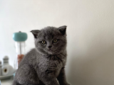 Blue Erkek British Shorthair