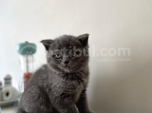 Blue Erkek British Shorthair