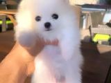 Kusursuz Karbeyaz Pomeranian Boo