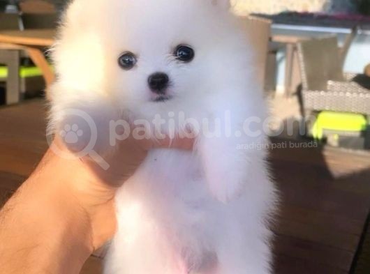 Kusursuz Karbeyaz Pomeranian Boo görsel