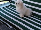 Tüy Yumağımıza Yeni Arkadaş 0 Numara Teacup Maltese