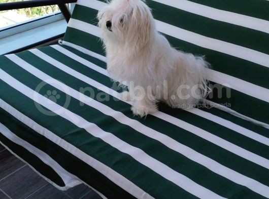 Tüy Yumağımıza Yeni Arkadaş 0 Numara Teacup Maltese görsel