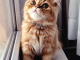 15 Aylik Erkek Chi̇nchi̇lla