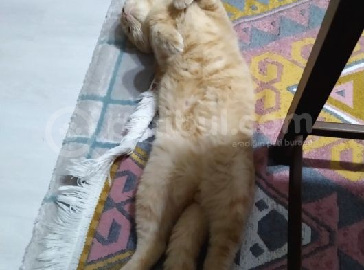 Oskar 3 Yaşında Erkek görsel