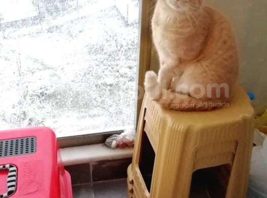 Oskar 3 Yaşında Erkek görsel