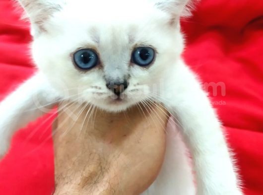 A Kali̇te Scotti̇sh Fold Yavrularim görsel