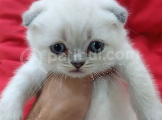 A Kali̇te Scotti̇sh Fold Yavrularim görsel