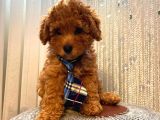 Birbirinden Sevimli Toy Poodle Yavrularımız