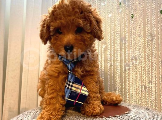 Birbirinden Sevimli Toy Poodle Yavrularımız görsel