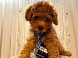 Birbirinden Sevimli Toy Poodle Yavrularımız