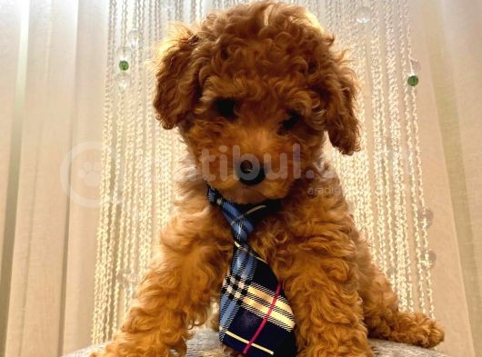 Birbirinden Sevimli Toy Poodle Yavrularımız görsel