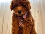 Birbirinden Sevimli Toy Poodle Yavrularımız